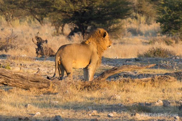 male lion in Etosha Park Namibia, Africa | 40plusstyle.com