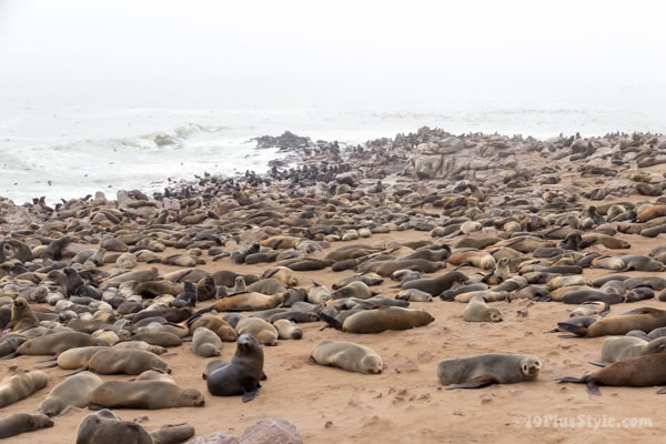 Seals at Cape Cross Reserve | 40plusstyle.com