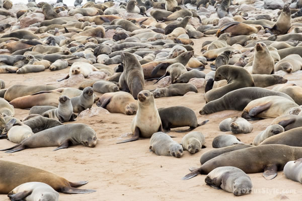 Seals resting at Cape Cross Reserve in Namibia | 40plusstyle.com