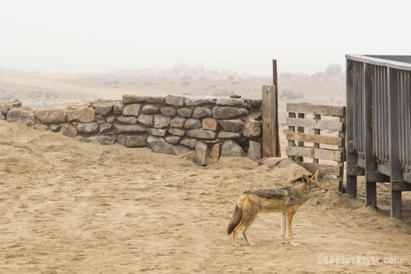 lone jackal Namib Desert | 40plusstyle.com