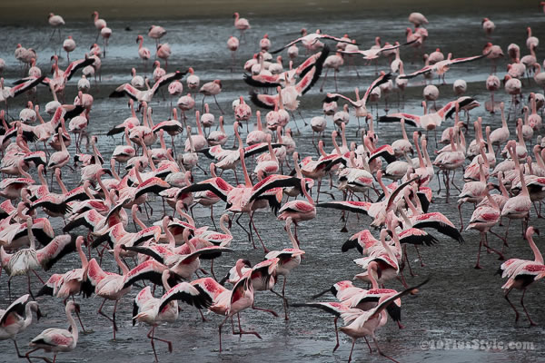 pink flamingoes about to fly | 40plusstyle.com