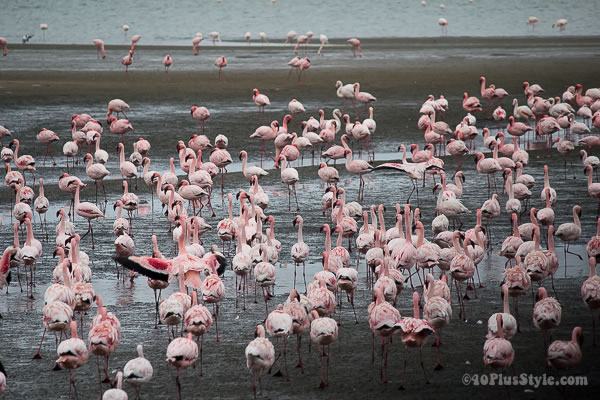 Pink flamingoes | 40plusstyle.com