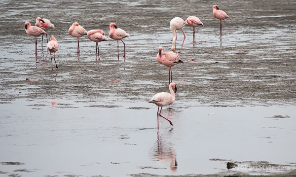 pink flamingoes on the beach | 40plusstyle.com