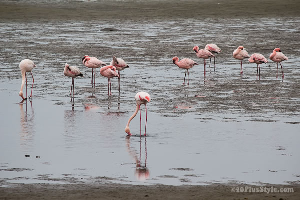 pink flamingoes in Walvis Bay, Namibia | 40plusstyle.com