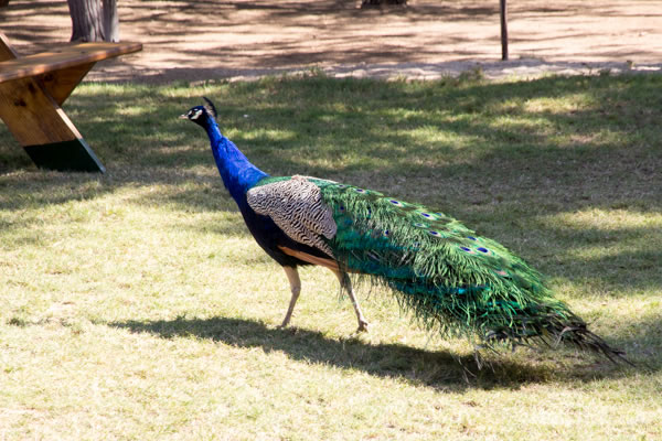 peacock | 40plusstyle.com