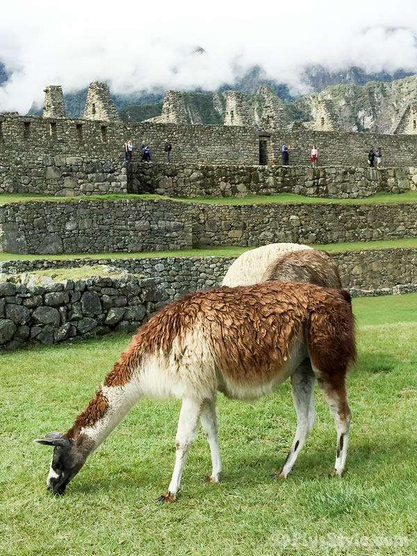 Lama's in South America | 40plusstyle.com
