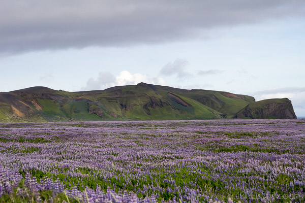 Dream destination: Lavender field in Iceland | 40plusstyle