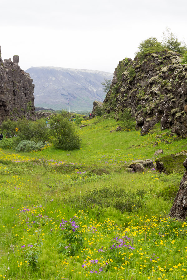 Dream destination: Iceland and it's flower fields | 40plusstyle.com