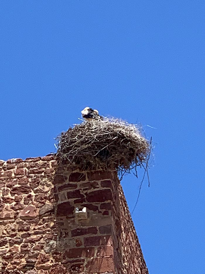 Stork nest in Portugal | 40plusstyle.com